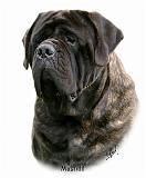 Mastiff 9Y363D-156